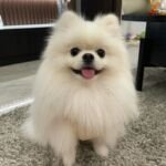 Why Pom teeth need special attention.