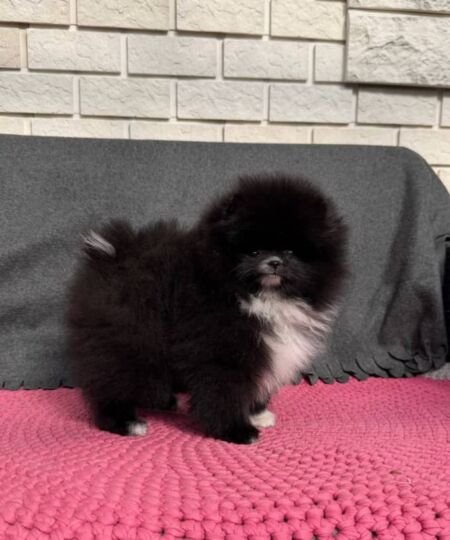 Oreo