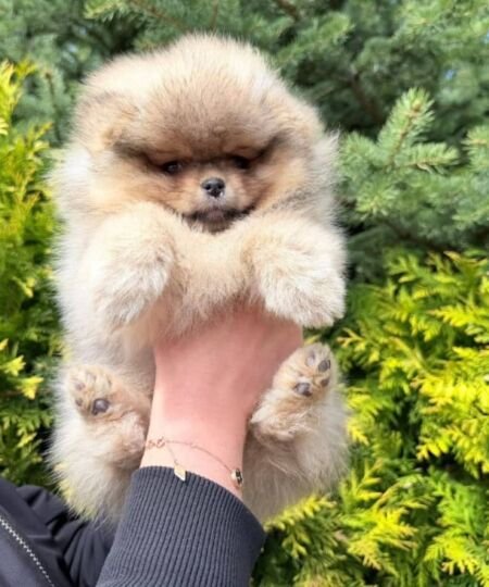 Bear