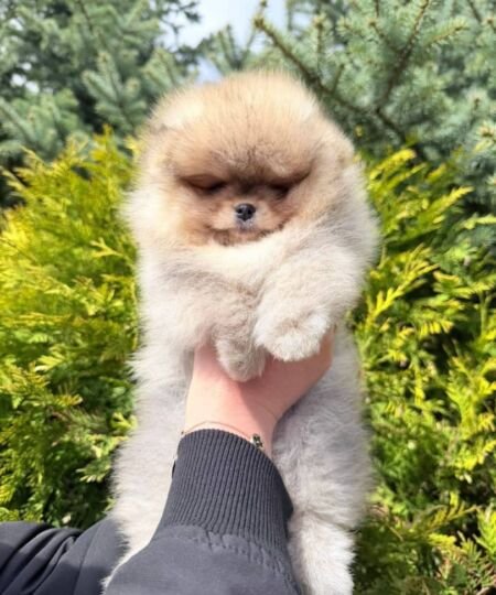 Teddy